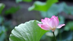 Macro Flowers leaves nature Plants depth of field