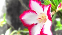 Macro Flowers leaves nature shine adenium