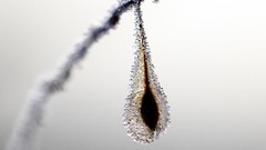 Macro Flowers leaves nature snow close-up Frozen