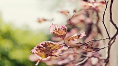 Macro Flowers leaves nature twig branches bokeh blurred