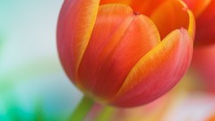 Macro Flowers leaves Textures nature red tulips flora