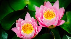 Macro Flowers leaves Water Lilies pink flowers lily pads
