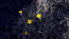 Macro Flowers light roots dandelions