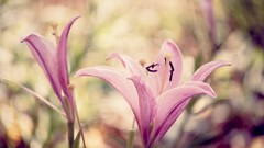 Macro Flowers Lilies