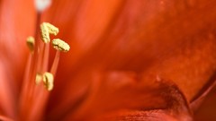 Macro Flowers Lilies orange flowers