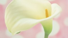Macro Flowers Lilies white flowers