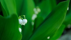 Macro Flowers lily of the valley