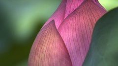 Macro Flowers lotus flower