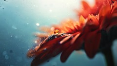 Macro Flowers magic time