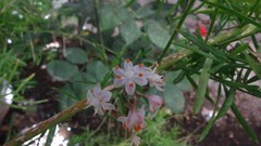 Macro Flowers Mohammad Barkhordari