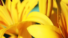 Macro Flowers nature