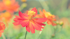 Macro Flowers nature