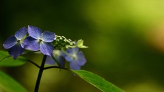 Macro Flowers nature