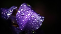 Macro Flowers nature