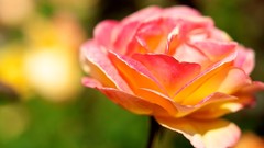 Macro Flowers nature