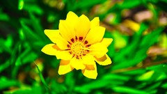 Macro Flowers nature