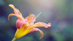 Macro Flowers nature