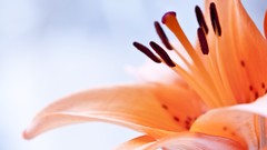 Macro Flowers nature