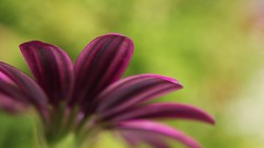 Macro Flowers nature