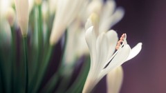 Macro Flowers nature