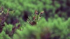 Macro Flowers nature
