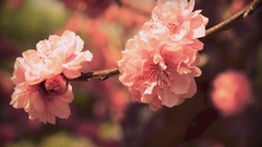 Macro Flowers nature