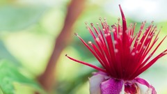 Macro Flowers nature