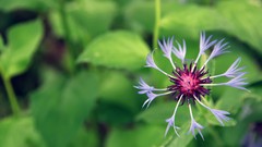 Macro Flowers nature
