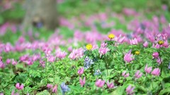 Macro Flowers nature