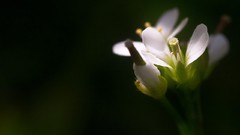 Macro Flowers nature