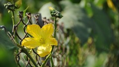 Macro Flowers nature
