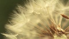 Macro Flowers nature