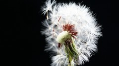 Macro Flowers nature