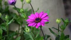 Macro Flowers nature