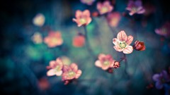 Macro Flowers nature