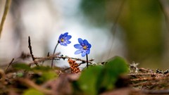 Macro Flowers nature