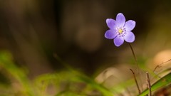 Macro Flowers nature