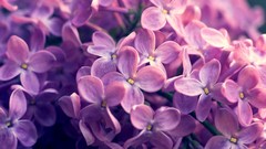 Macro Flowers nature