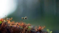 Macro Flowers nature