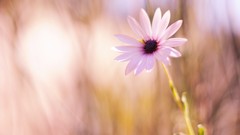 Macro Flowers nature