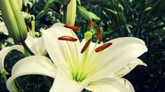 Macro Flowers nature