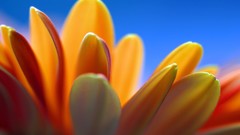 Macro Flowers nature