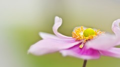 Macro Flowers nature