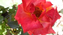 Macro Flowers nature