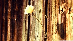 Macro Flowers nature