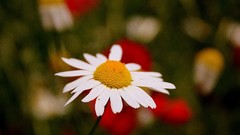 Macro Flowers nature