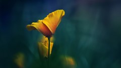 Macro Flowers nature