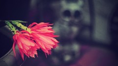 Macro Flowers nature