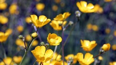 Macro Flowers nature