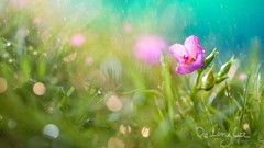 Macro Flowers nature